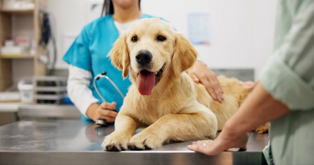 Why Your Pet’s Teeth Matter (and What You Can Do About It!)
